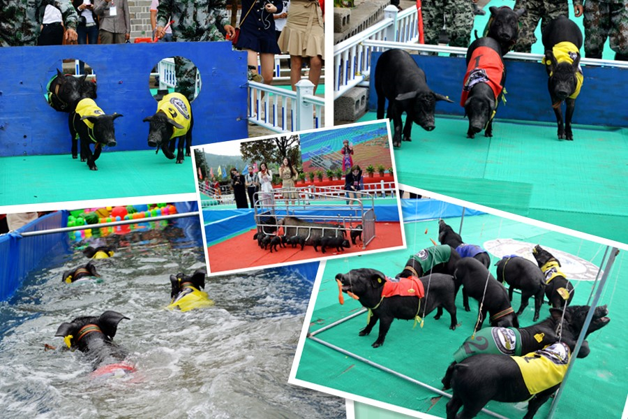 赛猪会.jpg 赛猪会.jpg